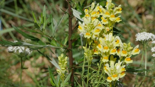 yellow flowers of common toadflax, herbal medicative plant