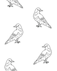 Vector seamless pattern of hand drawn doodle sketch raven isolated on white background