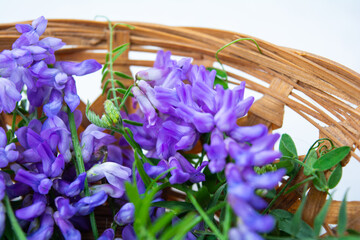 Vicia cracca or tufted vetch, bird or blue vetch and boreal vetch