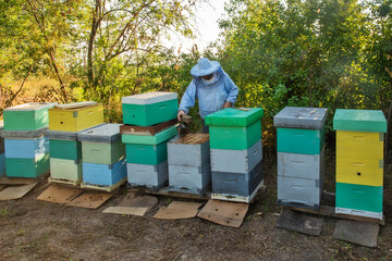 Beekeeper at Work. The beekeeper saves the bees.