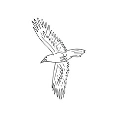 Vector hand drawn doodle sketch flying raven isolated on white background