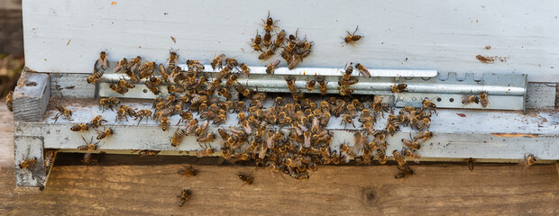A swarm of bees. Bees entering the hive. White beehive