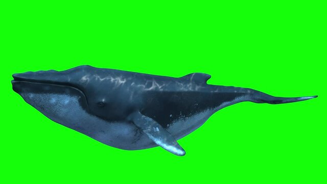 whale on green background looping render 3d