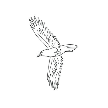 Vector hand drawn doodle sketch flying raven isolated on white background