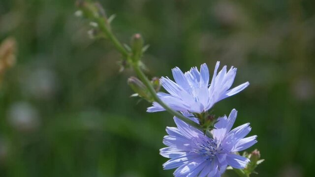 chicory flowers close-up, tracking shot,  herbal medicative plant