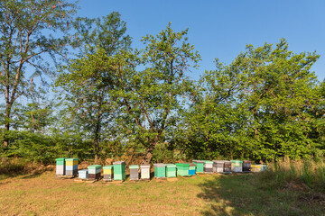 Bee hives surrounded by trees on a sunny day. Row of wooden beehives for bees 