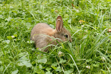 Naklejka na ściany i meble Cute baby rabbit on green grass on a summer day