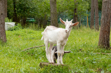 Fototapeta premium A beautiful white goat stands on a stump, grass in the yard in summer.