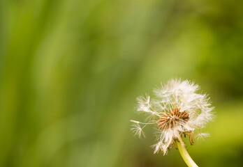 Fluffy seed head background