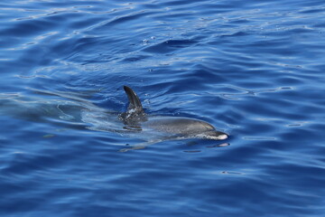 Naklejka premium Atlantic spotted dolphin, Stenella frontalis