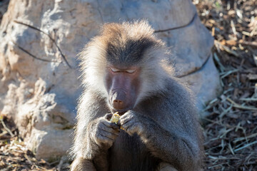 An adolescent Hamadryas Baboon eating food in the outdoors