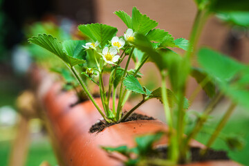 Hydroponics row in plantation. The hydroponics strawberry . Farm, technology concept.