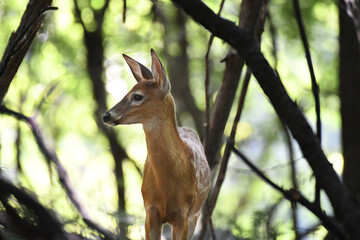 White-tailed Deer in the woods at sunrise