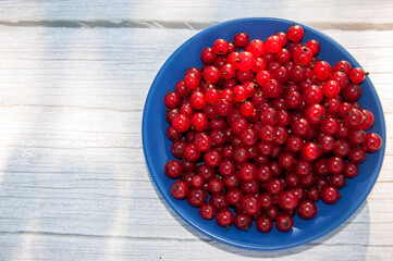 Fresh red currant on gray wooden table in a sunshine summer day. Close up macro.