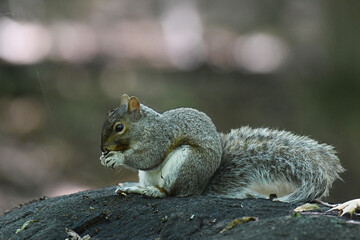 Grey Squirrel eating while sitting on a rock 