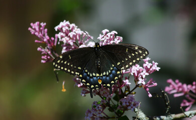 Fototapeta na wymiar A female Eastern Black Swallowtail (Papilio polyxenes), feeding in Waterloo, Ontario, Canada.