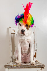 Dog Sitting on Old Chair Wearing A Rainbow Hat