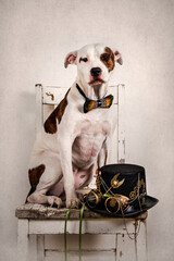 Dog Sitting on an Old Chair Wearing a Peacock Feather Bow Tie  in Background a Steampunk Tophat