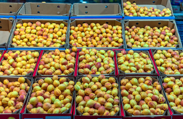Fresh apricots are sold in crates in the market in Malatya city