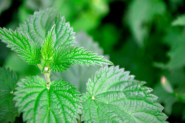 Stinging nettles or urtica medical herb close up, colorful and vivid plant, natural texture or background. Natural texture or background.