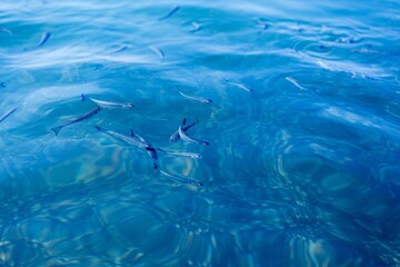 Fototapeta premium Fishes in the Sea