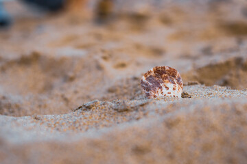 A brown-stained shell hidden in the sand on the beach. The concept of traveling at sea