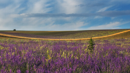 Obraz na płótnie Canvas A field of lavender, and a field of lavender, and a beautiful blue sky with clouds. A magnificent summer landscape with a copy of the space. The image is perfect for decor, Wallpaper, and posters.