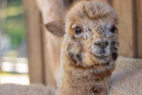 Adorable and Happy Cute Alpaca Baby that's sitting down and looking at the camera.