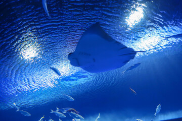 水族館 © mitubachi