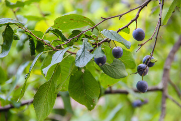 Unripe plums on a tree