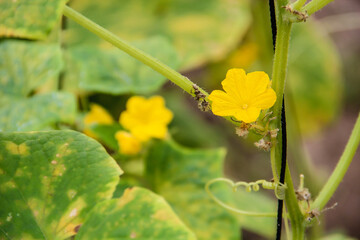 cucumber flower