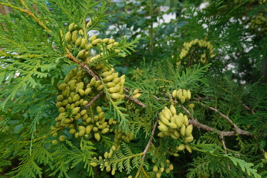 Close up of cypress cedar tree branch with bunch of green cones. Thuja occidentalis bush is evergreen coniferous tree. Macro of cypress branch with cones. 