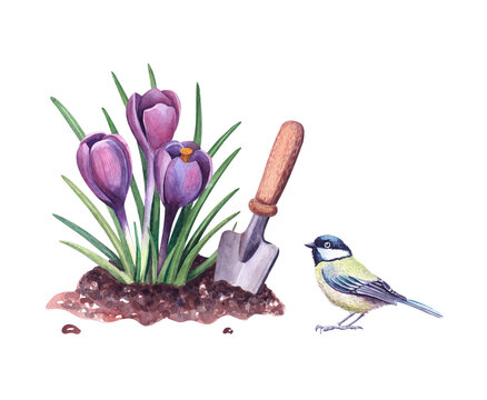 Watercolor spring crocus in the soil and shovel and tit bird. Botanical illustration. Purple snowdrops and garden tools.
