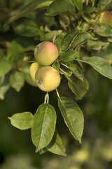 Green apples growing on a tree