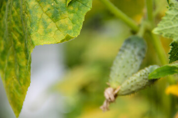 close up of a cucumber