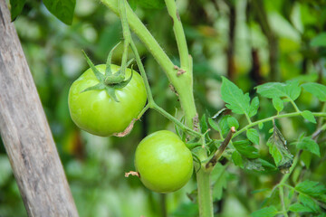 green tomatoes on a branch