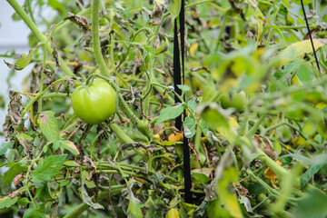 green tomatoes on a vine