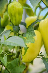 yellow pepper on the tree