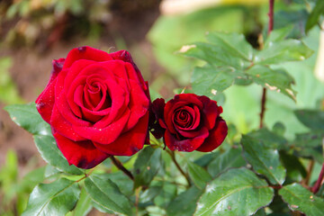 red rose in garden