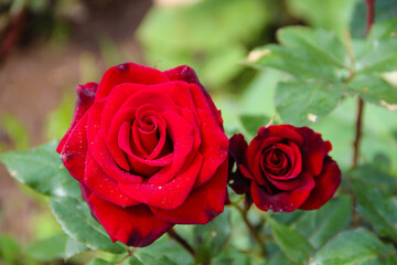 red rose in garden