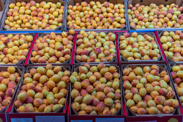 Fresh apricots are sold in crates in the market in Malatya city