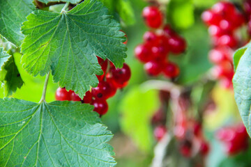 red currant berries