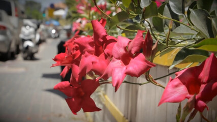 red and yellow flowers