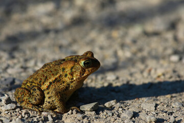 An Eastern American toad (Anaxyrus americanus) sitting on some gravel. Shot in Kitchener, Ontario, Canada.