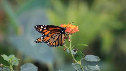 monarch butterfly on a flower