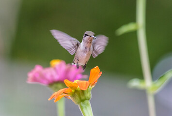 Ruby-Throated Hummingbird female, Archilochus colubris, on Pink Zinnia green background copy space