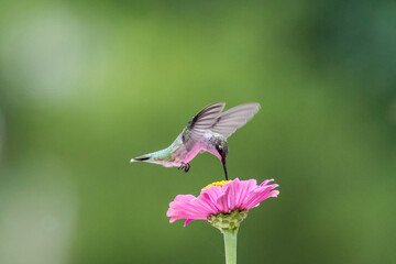 Ruby-Throated Hummingbird female, Archilochus colubris, on Pink Zinnia green background copy space