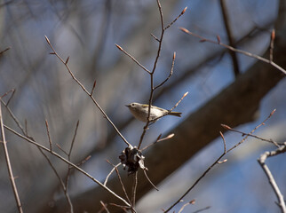 Golden Crowned Kinglet