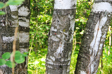 tree trunk in the forest