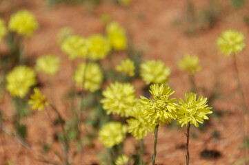 Australia's wildflowers grow naturally the dry bush land in Spring